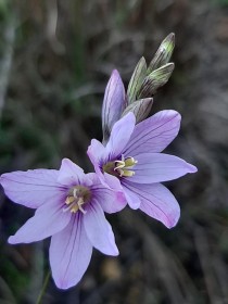 purple bulp plant